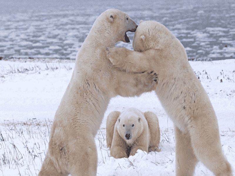 试管的胚胎移植流程自选试管婴儿试管口为何朝下
